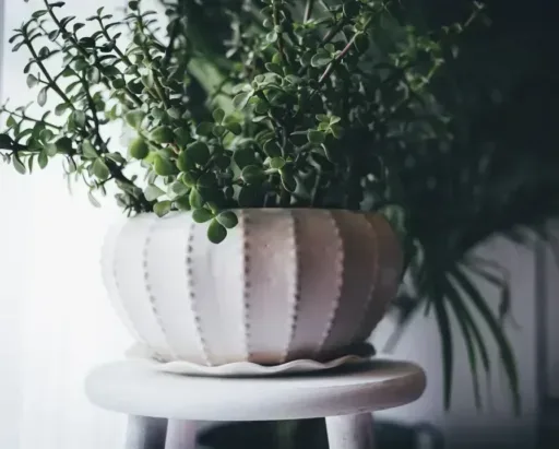 Perfect Pots for Prized Plants: A Guide to Dressing Your Greens in Style