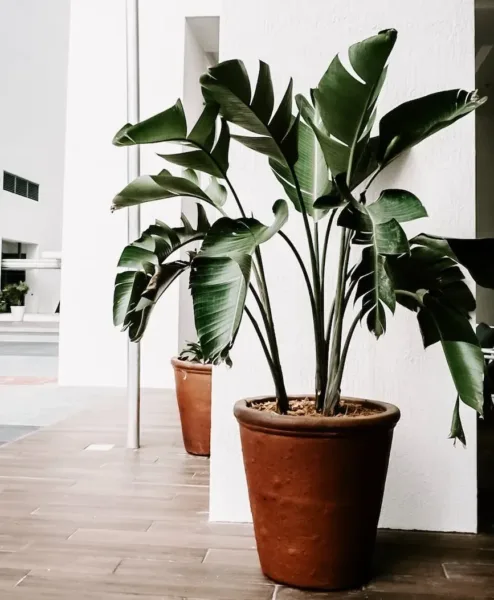 Placement ideas for houseplants to beautify your home and maximize plant health
