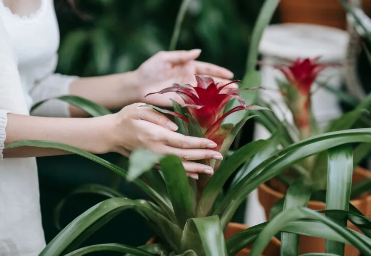 red bromeliad embodies the complementary color scheme in plants