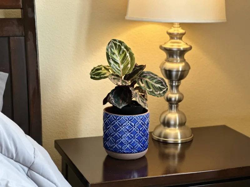 Houseplants and air quality - Calathea improving air quality in the bedroom