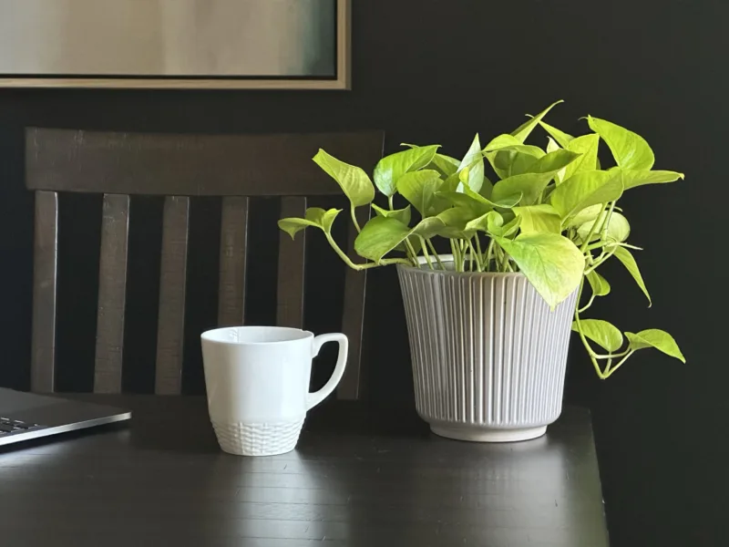 science of houplants and happiness - neon pothos on desk with mug and laptop