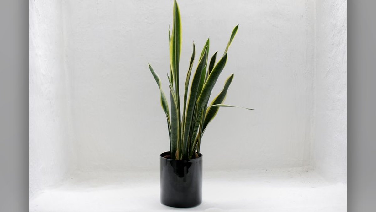 A potted snake plant sitting on a plant stand beside a window in a bright, minimal living room with white walls