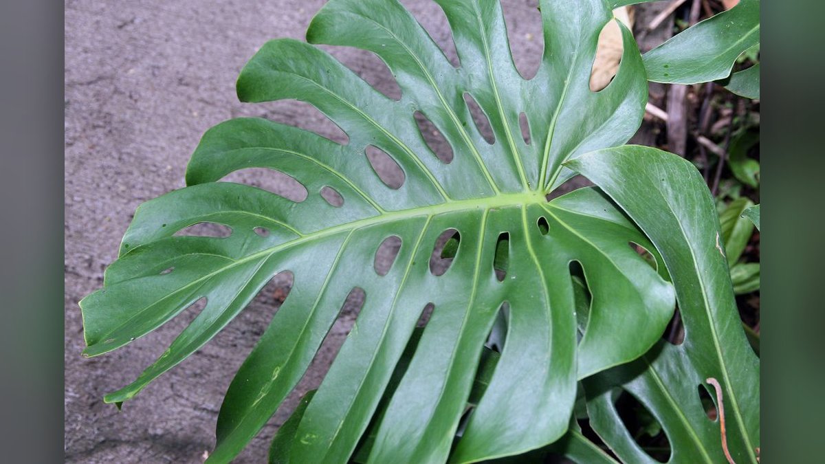 Close view of a glossy green Monstera deliciosa leaf with deep splits and oval holes